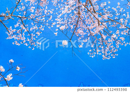 [櫻花材料]櫻花和藍天，水彩風格[長野縣] 112493398