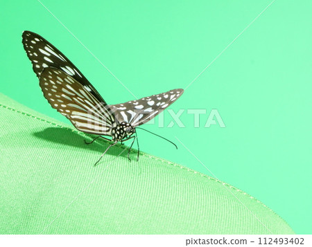 Ryukyu Asagi Madara with its wings spread slightly perched on my shoulder Ryukyu Asagi Madara with its wings spread slightly perched on my shoulder 112493402