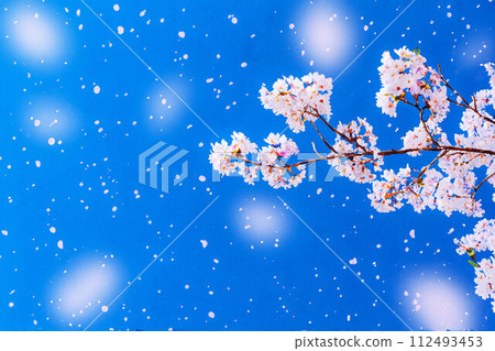 [Sakura blizzard material] Cherry blossoms, blue sky, and cherry blossom blizzard image/Watercolor style [Nagano Prefecture] 112493453
