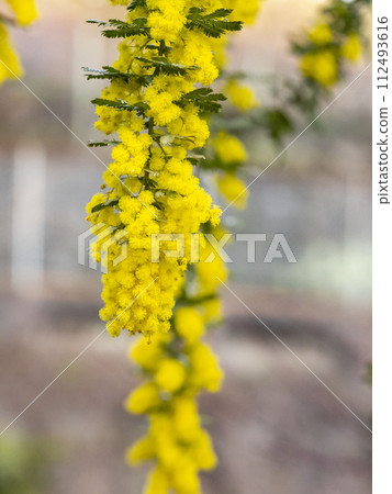 Yellow flower of silver leaf acacia Yellow flower of silver leaf acacia 112493616
