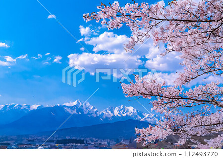 [Spring material] Cherry blossoms, blue sky, Northern Alps, watercolor style [Nagano Prefecture] 112493770