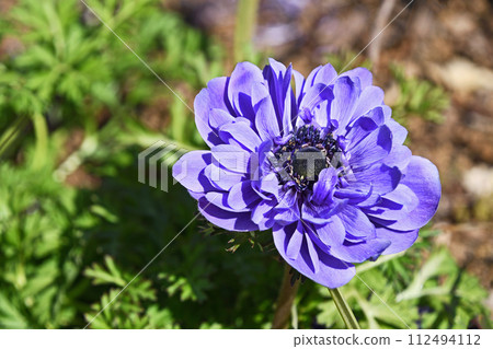 Anemones 112494112