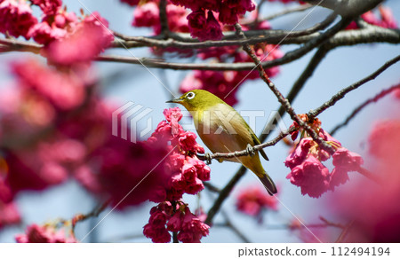 Kanhizakura and white-eye 112494194