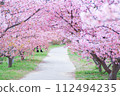 河津櫻花盛開的小路 112494235
