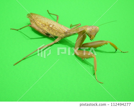 The eyes match the mantis The eyes match the mantis 112494277