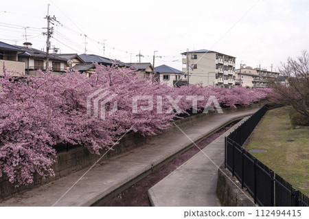 京都伏見澱水道的河津櫻花 京都伏見澱水道的河津櫻花 112494415