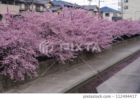 京都伏見澱水道的河津櫻花 京都伏見澱水道的河津櫻花 112494417