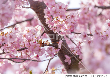 Kawazu cherry blossoms at Yodo Channel, Fushimi, Kyoto Kawazu cherry blossoms at Yodo Channel, Fushimi, Kyoto 112494424