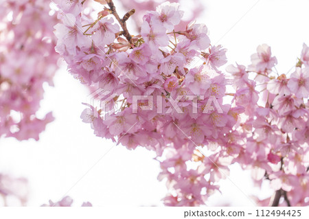 Kawazu cherry blossoms at Yodo Channel, Fushimi, Kyoto 112494425