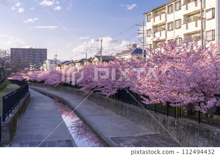 京都伏見澱水道的河津櫻花 112494432