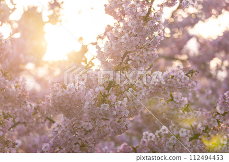 京都伏見澱水道的河津櫻花 112494453