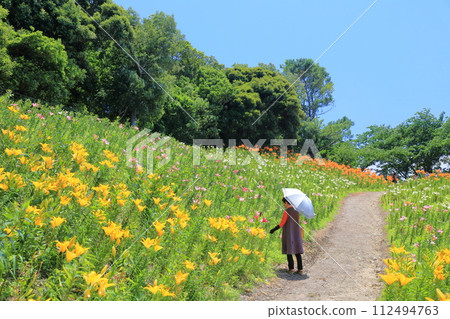 Large lilies in full bloom (Kasui Lily Garden, Fukuroi City, Shizuoka Prefecture) 112494763