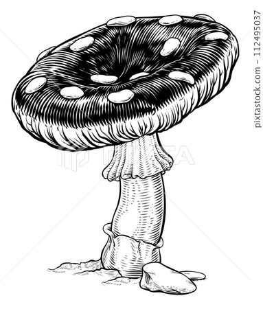 Mushroom Toadstool Fly Agaric Amanita Muscaria Mushroom Toadstool Fly Agaric Amanita Muscaria 112495037