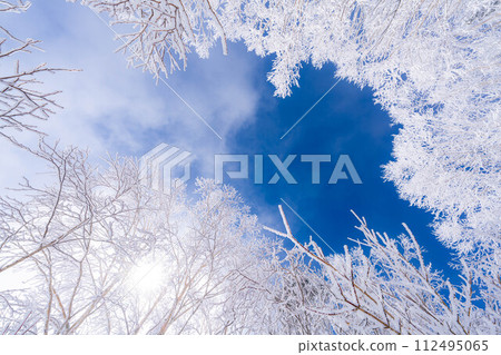 [Material of hoarfrost] A world of white and blue, hoarfrost and blue sky [Nagano Prefecture] 112495065