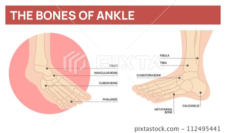 Foot bones scheme. Human ankle anatomy. Body part. Name and description. Orthopedists or artists training manual. Leg skeleton structure. Education diagram. Garish vector infographics 112495441