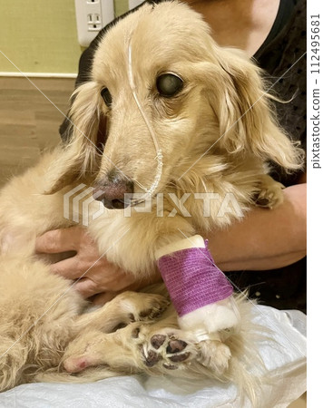 Visiting a hospitalized dog: A miniature dachshund with an IV drip and nasal tube 112495681