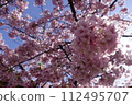 cherry blossom, cherry tree, kawaji sakura 112495707