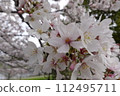 Cherry blossoms 112495711
