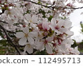 Sakura Bloom 112495713