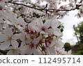 I was waiting for spring 112495714