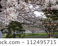 River and cherry blossoms 112495715