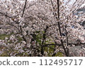 Spring full bloom 112495717