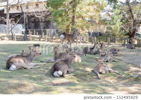 deer nara deer park animal tourist spot deer nara deer park animal tourist spot 112495829