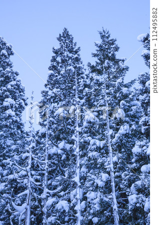 鳥取縣兵野山白雪覆蓋的樹木景觀 112495882