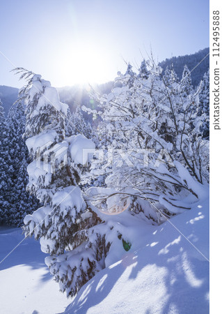 Landscape of snow-covered trees, Mt.Hyono, Tottori Prefecture 112495888