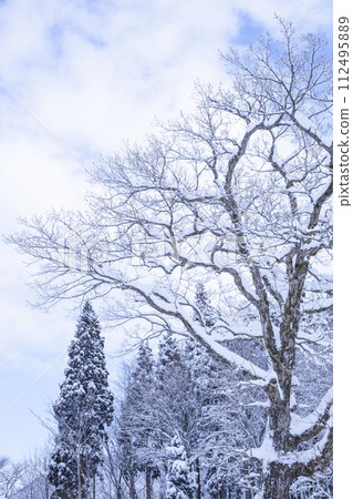 鳥取縣兵野山白雪覆蓋的樹木景觀 112495889