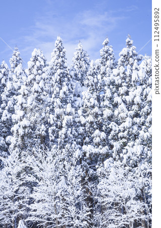 Landscape of snow-covered trees, Mt.Hyono, Tottori Prefecture 112495892