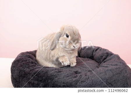 Moff the rabbit in a black bed with a pink background 112496062