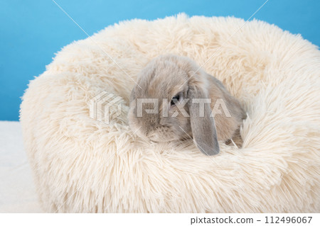 藍色背景白色床上的兔子莫夫 藍色背景白色床上的兔子莫夫 112496067