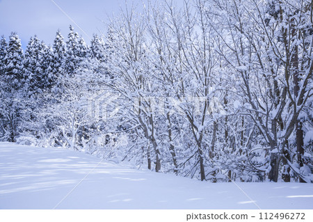 Landscape of a snowy mountain lined with snow-covered trees, Mt. Hyono, Tottori Prefecture 112496272