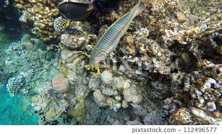 Marine fauna of the Red Sea. Coral Reef Marine fauna of the Red Sea. Coral Reef 112496577