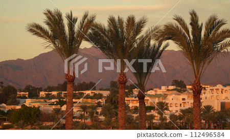 Palm trees with the Sinai Mountains in the background. 112496584