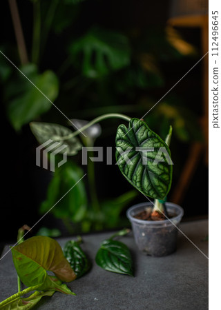 Small exotic tropical 'Alocasia Dragon scale' house plant in flower pot with hydropnics expanded 112496645