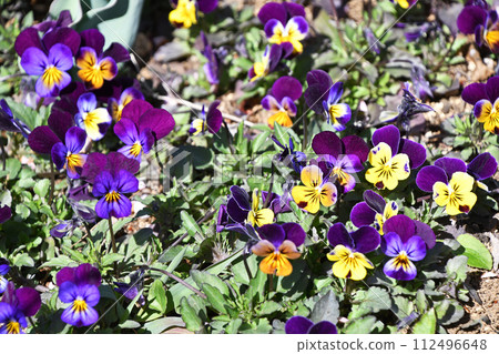 Viola Viola 112496648