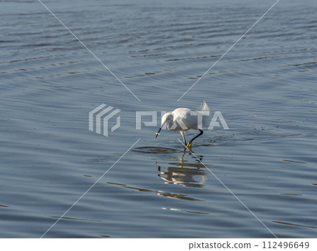 Little egret catching a small fish 112496649