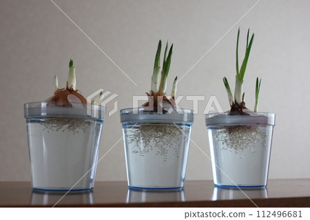 Crocus　　　　　✿◦*+:＊‥crocus‥＊:+*◦✿ 112496681