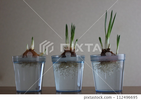 Crocus ✿◦*+:*‥crocus‥*:+*◦✿ Crocus ✿◦*+:*‥crocus‥*:+*◦✿ 112496695