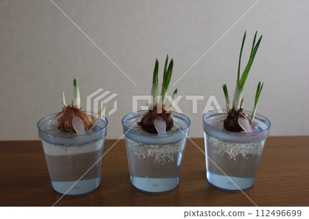 Crocus ✿◦*+:*‥crocus‥*:+*◦✿ Crocus ✿◦*+:*‥crocus‥*:+*◦✿ 112496699