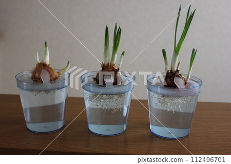 Crocus ✿◦*+:*‥crocus‥*:+*◦✿ Crocus ✿◦*+:*‥crocus‥*:+*◦✿ 112496701