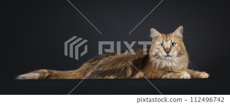 Norwegian Forestcat on black background 112496742