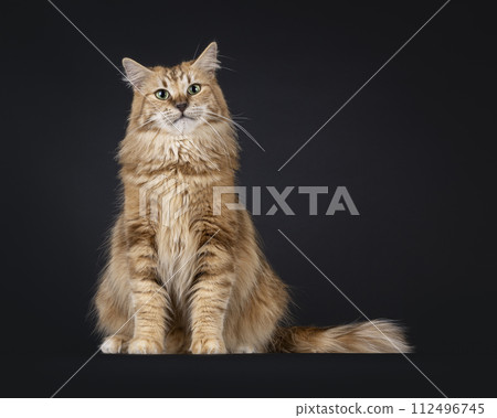 Norwegian Forestcat on black background 112496745