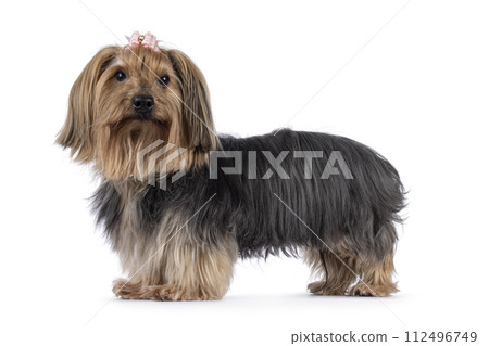 Yorkshir Terrier on white background 112496749
