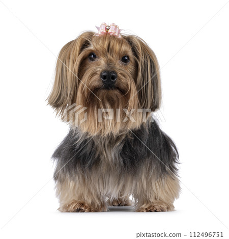 Yorkshir Terrier on white background Yorkshir Terrier on white background 112496751