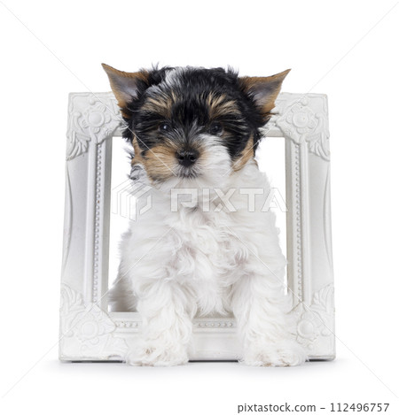 Biewer terrier pup on white background 112496757