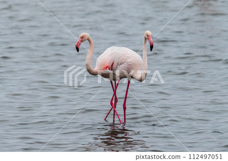Flamingos in water 112497051