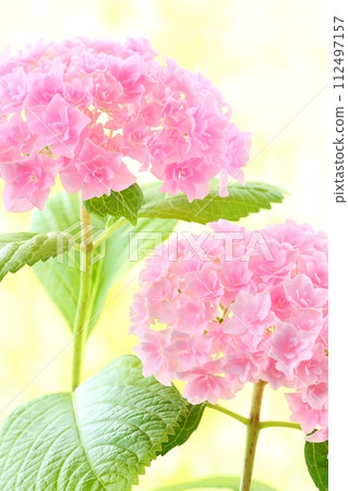 Pink hydrangea, densely packed fine double flowers, bright yellow background Pink hydrangea, densely packed fine double flowers, bright yellow background 112497157